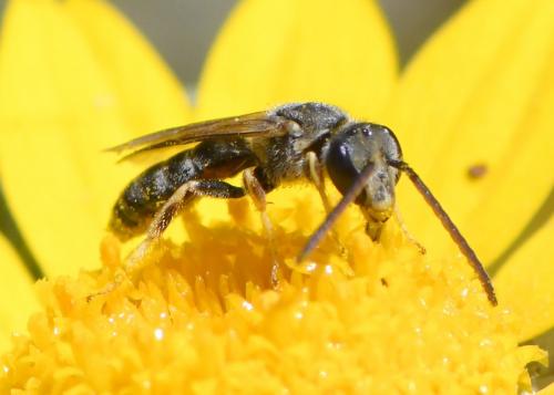 Lasioglossum sp.